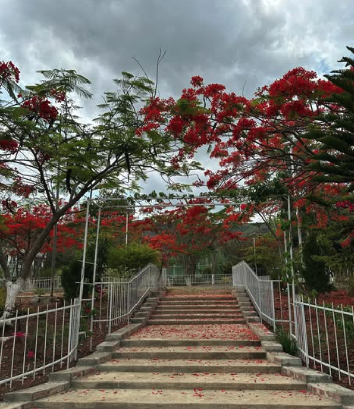 Stone stairs through flame trees with red blossoms